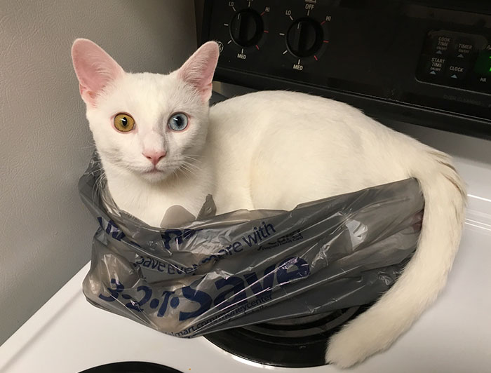 Cats Can Mathematically Work Out The Exact Place To Sit That Will Cause The Most Inconvenience