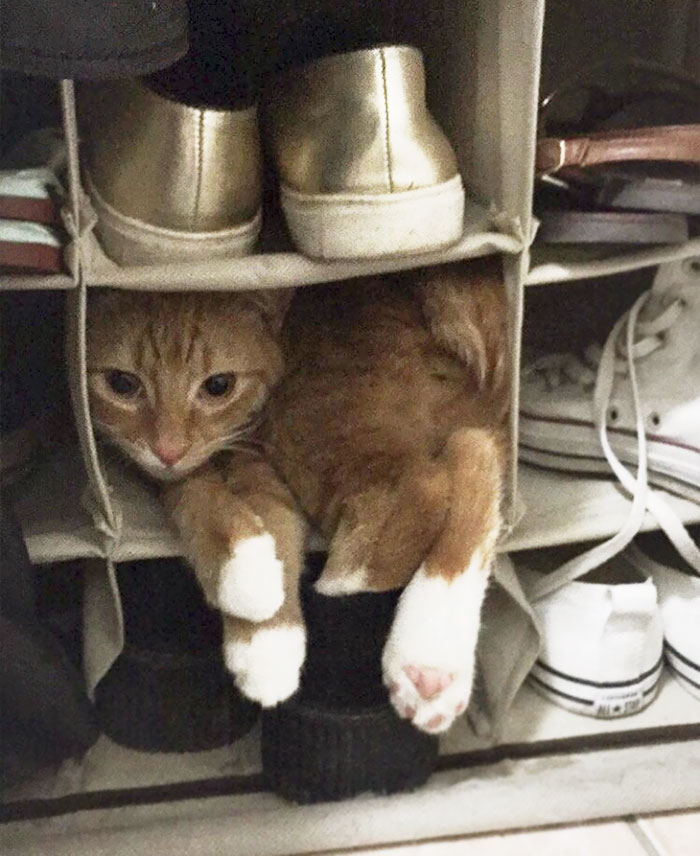 Huxley My Cat, Being A Shoe