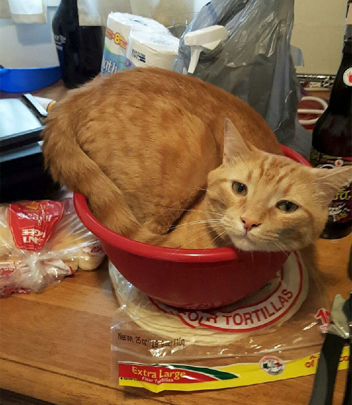 If I Sorta Fits... I Sits