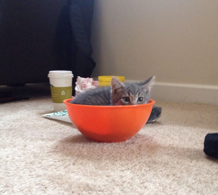 His Very First "If I Fit, I Sit"