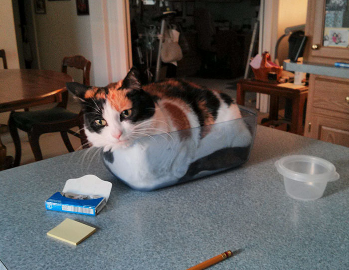 I Fits, I Sits. The Dish Is There Specifically For The Cat And Is Not Used For Any Other Purpose