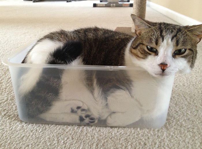 If Atticus Fits, Atticus Sits