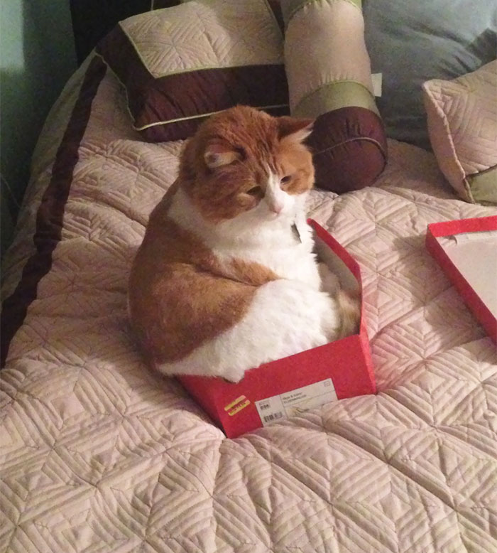 If I Don't Fits, I Still Sits