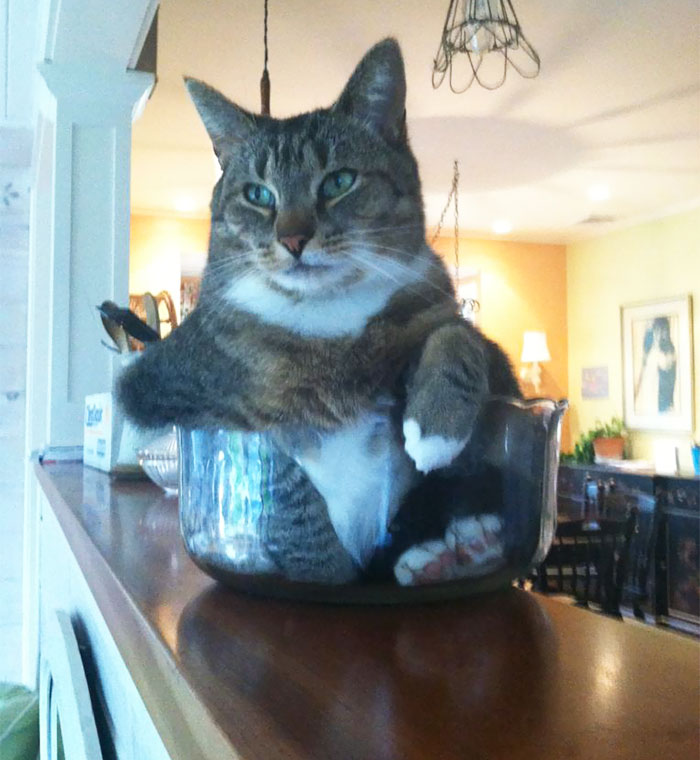My Cat Likes To Sit In Small Bowls