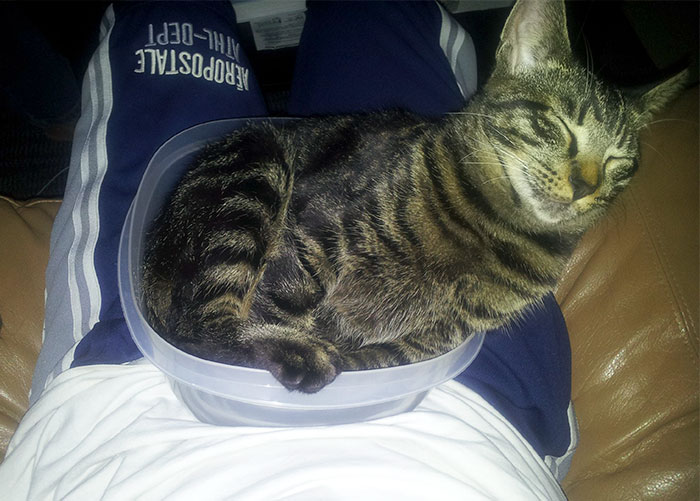 Cat Logic: "If I Fit In It, I'll Sit In It"