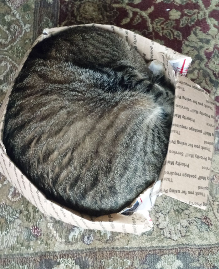 Our 22 Pound Cat, Ed, Made The Box Fit Him