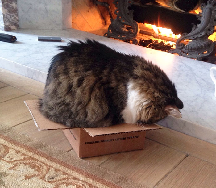 My Cat Wouldn't Accept The Fact That The Box Was Too Small For Him