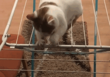 Not Every Fits Can Be A Sits