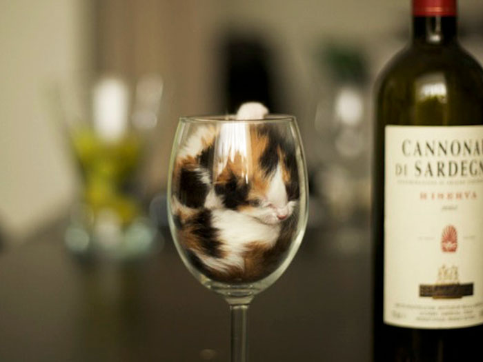 Kitten In A Wine Glass