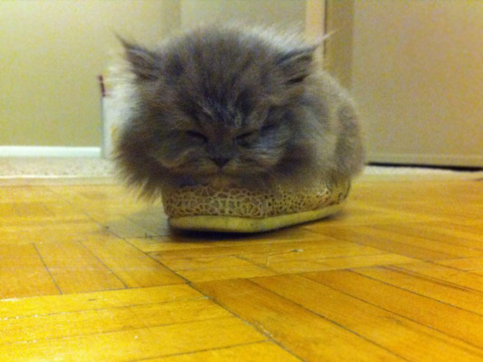 Girlfriend Got A Kitten... If It Fits, I Sits