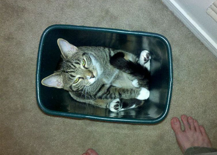 My Cat Likes To Sleep In Garbage Cans