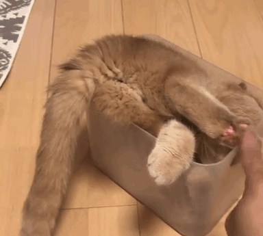 'You Silly Cat You Don't Fit There' - 'Yes I Do, Watch...'