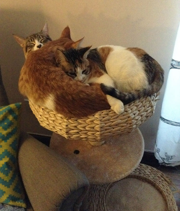 If We Fits, We Sits