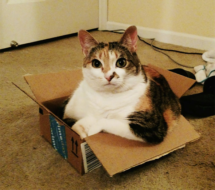Why Yes, I Fit, I Sit