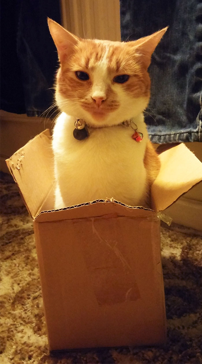 Amazing How Your Cat Can Sit In A Box And Still Make You Feel Like The Stupid One