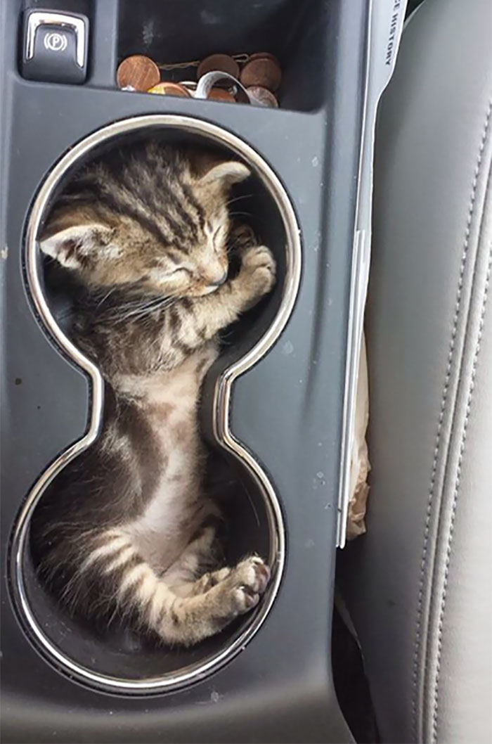 If I Fits, I Naps