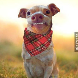 snowballinhell_brrr avatar