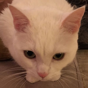 wellscastillo avatar