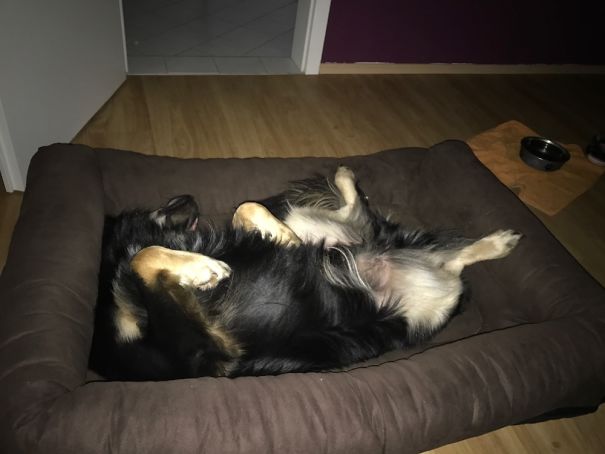 Every Morning I Wake Up To My Dog Exposing His Privates