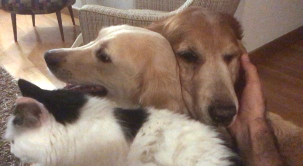 Three Of Them Battling For Attention.