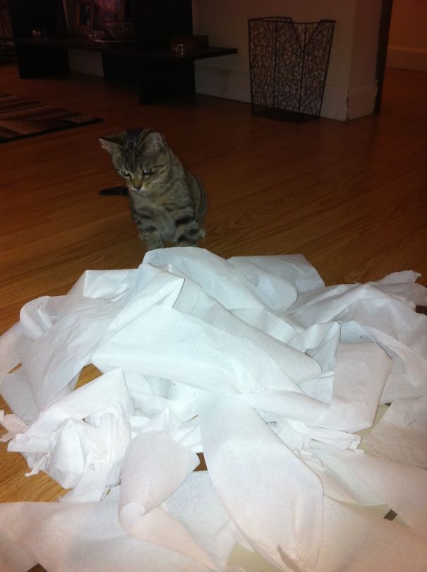 Apparently, He Had A Mean Dingleberry.