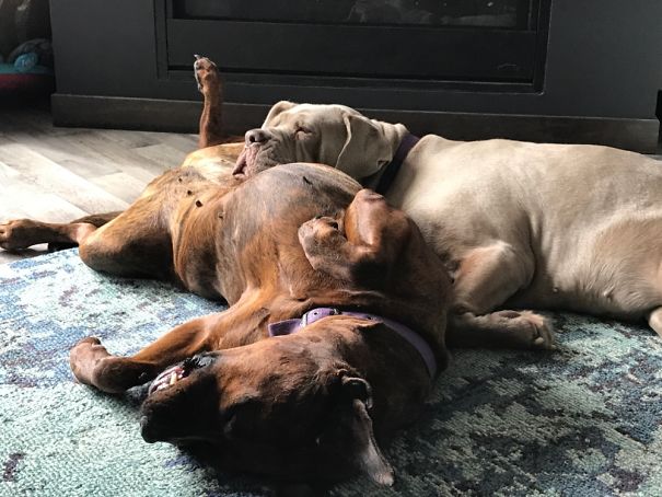 Had A Nap, Woke Up To This Interesting Cuddle Session