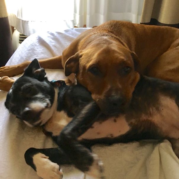 Rolled Over To These To Snuggling Next To Me