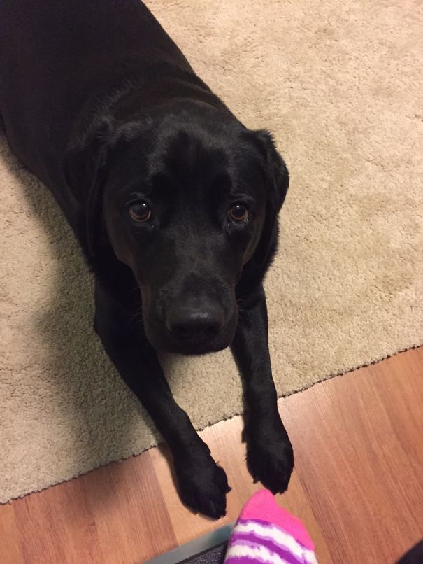 I Have A Loft Bed And He's Scared To Come Up, So He Whimpers At The Bottom Until I Come Down