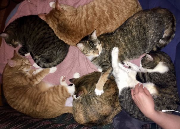 Woke Up To All 6 Of My Feline Fur Babies In Bed With Me One Morning