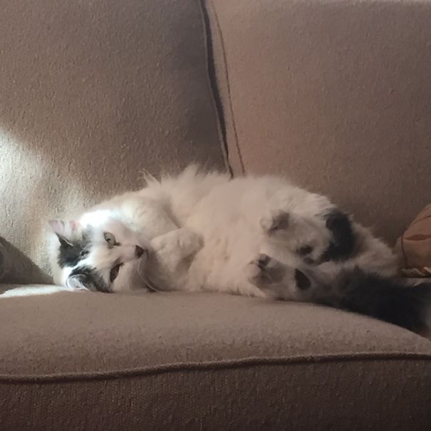 We Have Two Couches. Logically We Each Get To Nap On One :)