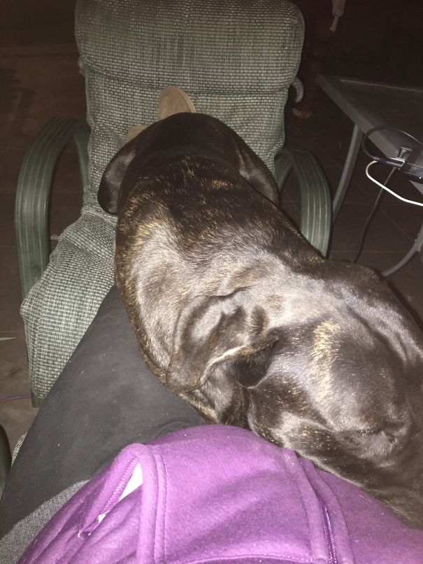 Lies Like This Every Night... My Dog Thinks He Is A Cat!