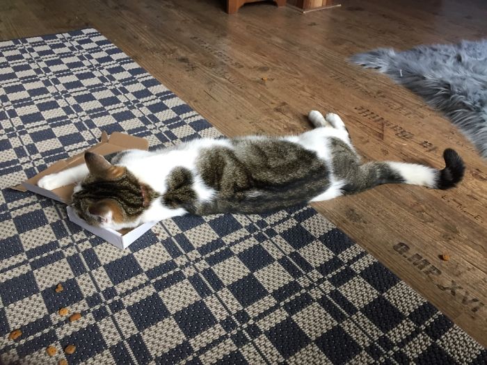 It Doesn't Fit, So I Won't Sit!