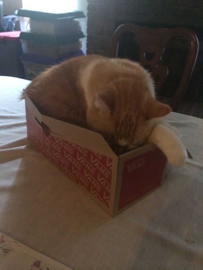 I Will Fit In This Box.