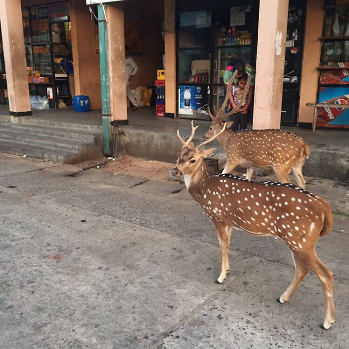 I Volunteered For 6 Weeks In Sri Lanka And It Changed My View Of The World Completely