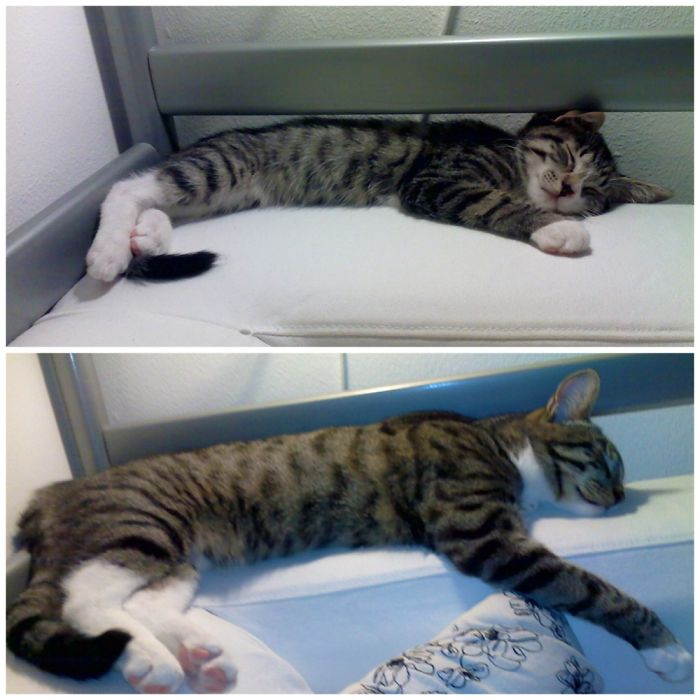 This Is What Happens To A Kitty When You Pour Love All Over It For 6 Months!