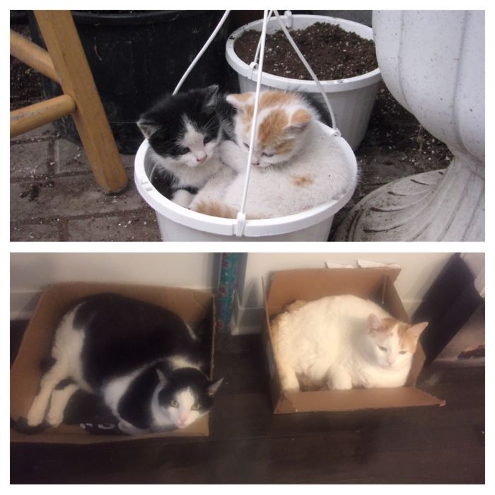 My Little Guys - Scratch & Loki