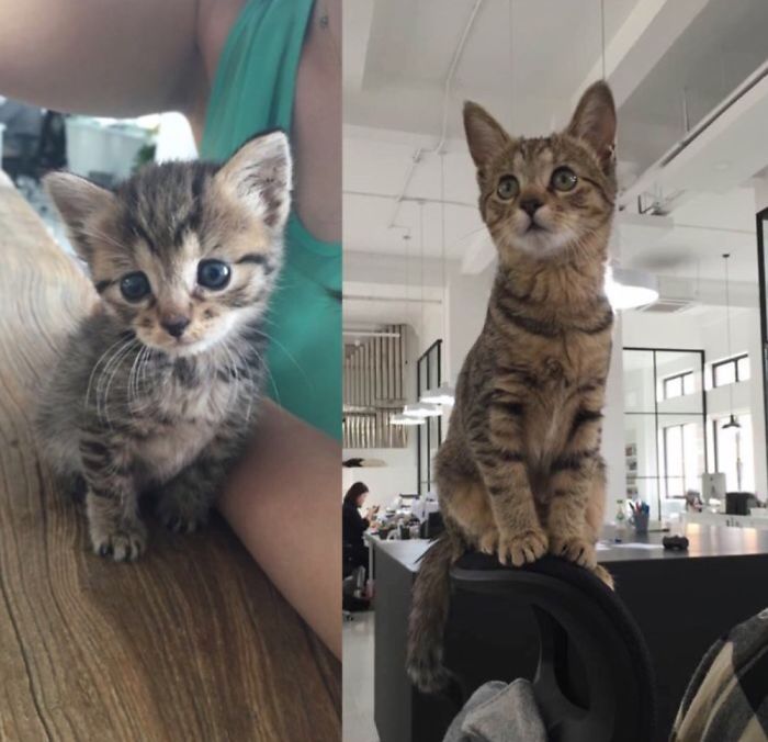 Our Office Rescue Kitty Tiger! 1 Month And 8 Months
