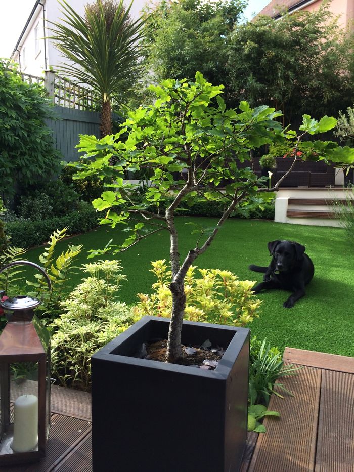 I Grew An Oak Tree From An Acorn