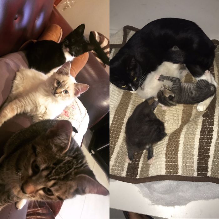 3 Months Old Vs 3 Weeks Old, Cute Overload