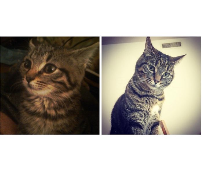 Incensed Kitten Is Now An Incensed Cat. Not Much Has Changed.