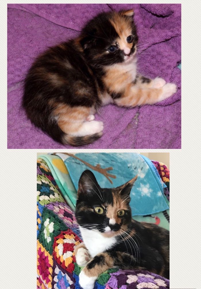 Vera The Very Very Tiny Kitty, Having Just Opened Her Eyes, And Then 1,5 Years Later. Stol