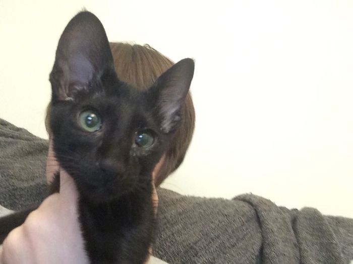 My Little Lucifer At 12 Weeks. Only Got Him A Little While Ago. I'll Keep You All Posted.