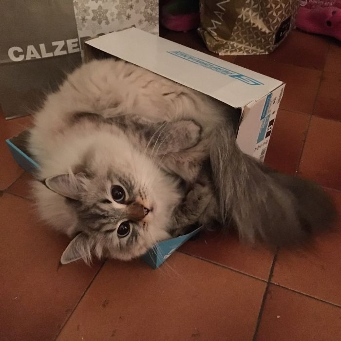 If It Fits, I Sits