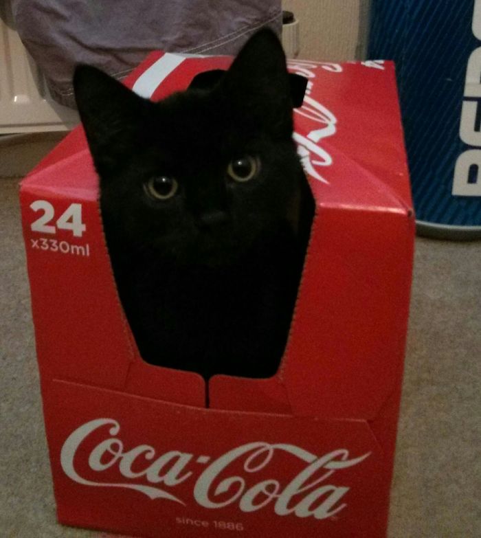 Other Fizzy Drinks Are Available