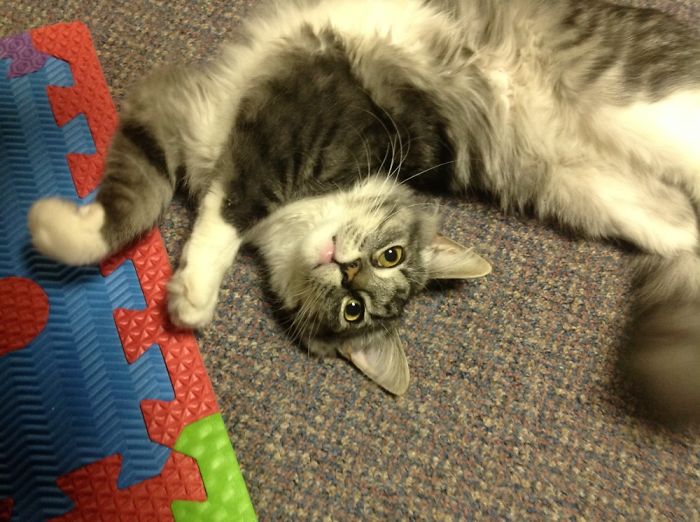 Mr. Brown At 6 Month