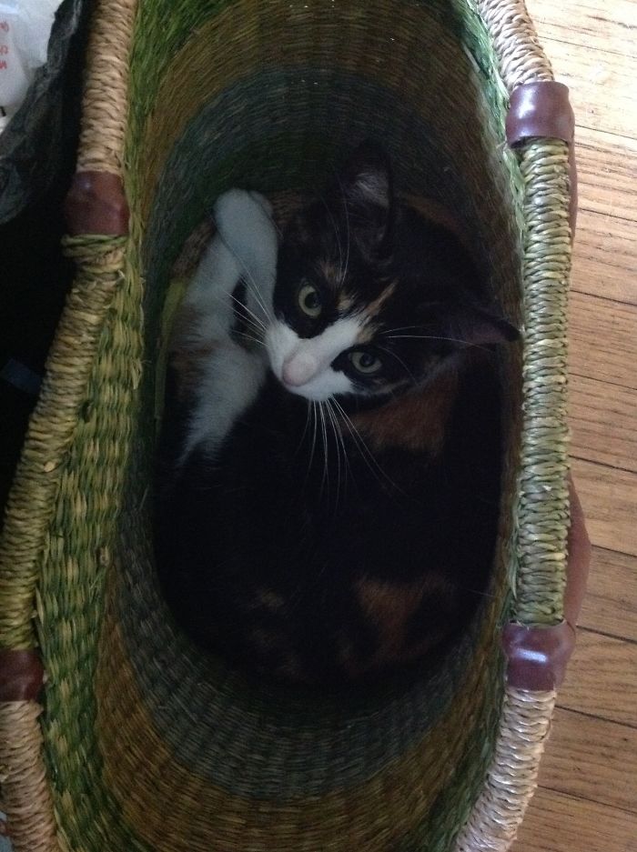 To Market To Market...what Do You Mean I'm An Indoor Cat?