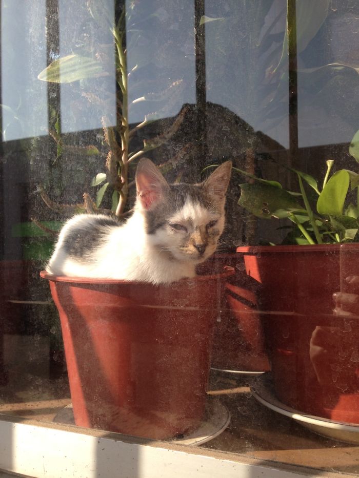 I Need Some Of This Cat Seeds