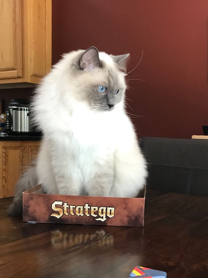 "do I Stay In The Box, Or Do I Knock Over The Pieces?"