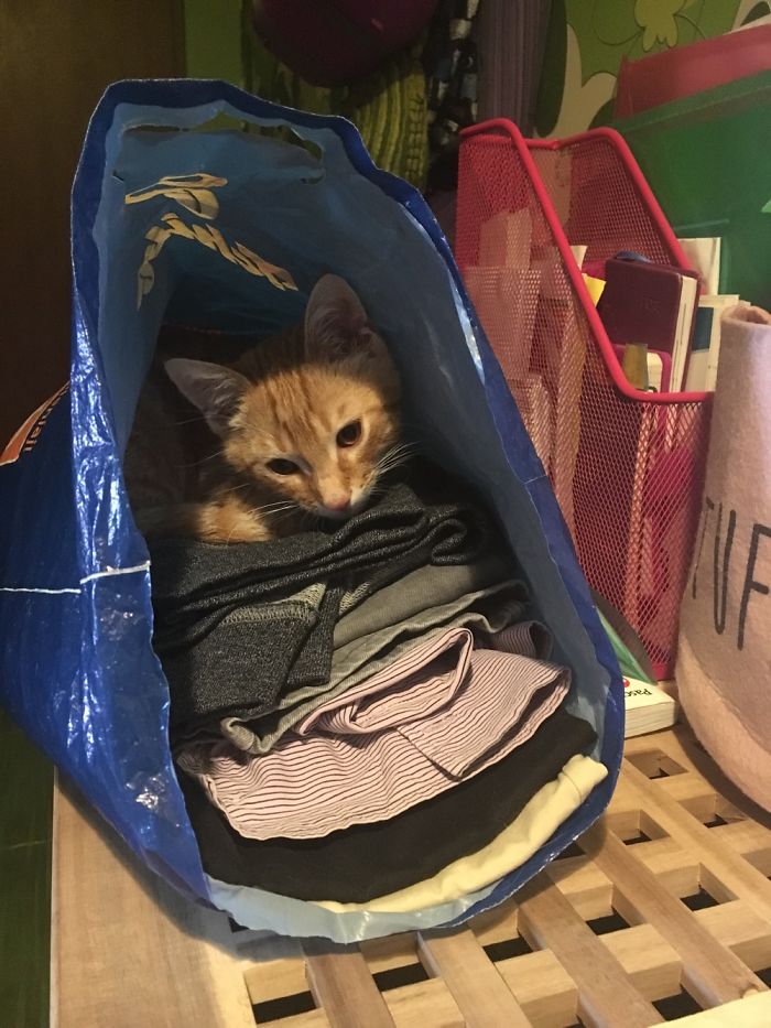 Bupi Likes His Human Dad Clothes)))