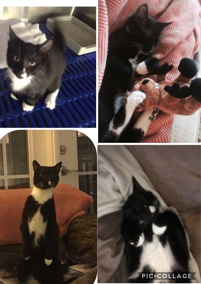 Spencer Was Abandoned As A Kitten. We Rescued And Now He's My Little Tuxedo Man!